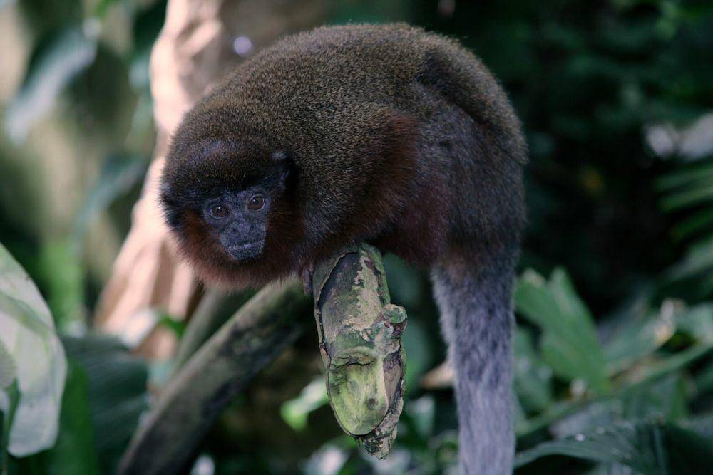 Monyet titi (commons.m.wikimedia.org/Cliff)