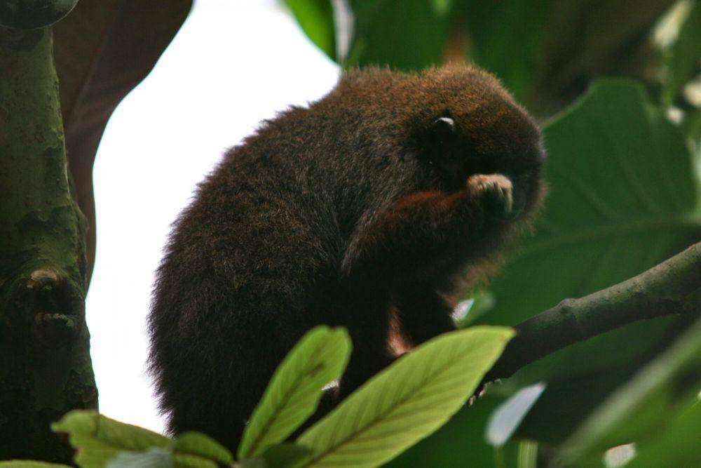 Monyet titi (commons.m.wikimedia.org/Cliff)
