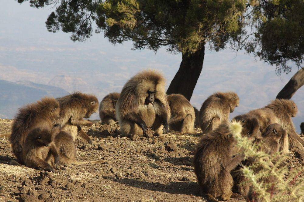 Gelada (commons.m.wikimedia.org/Donald Macauley)