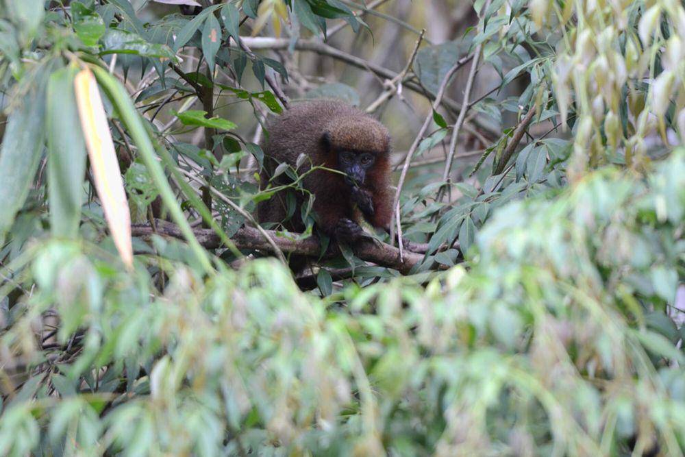 Monyet titi (commons.m.wikimedia.org/Geoff Gallice)