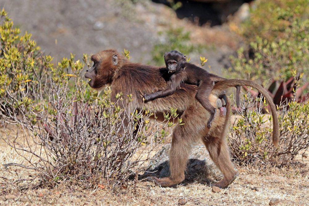 Gelada (commons.m.wikimedia.org/Charles J. Sharp)