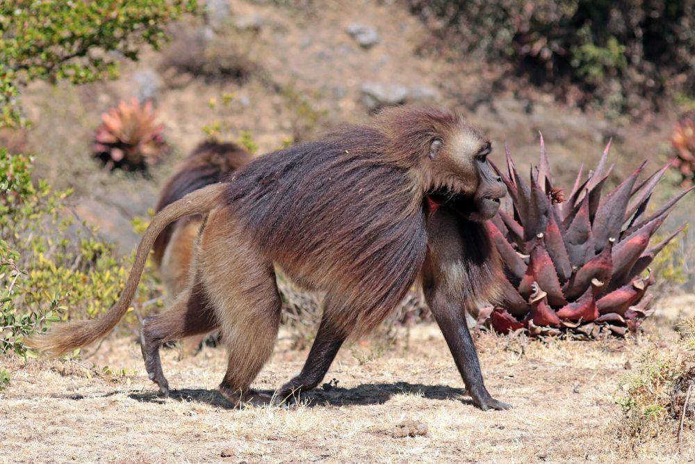 Gelada (commons.m.wikimedia.org/Charles J. Sharp)