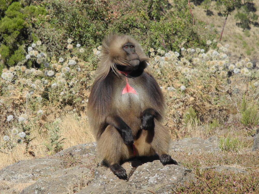 Gelada (commons.m.wikimedia.org/Muth Markus)