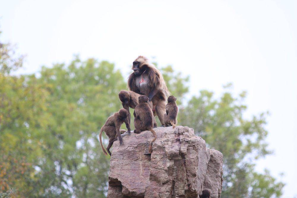 Gelada (commons.m.wikimedia.org/Lutz Fischer-Lamprecht)