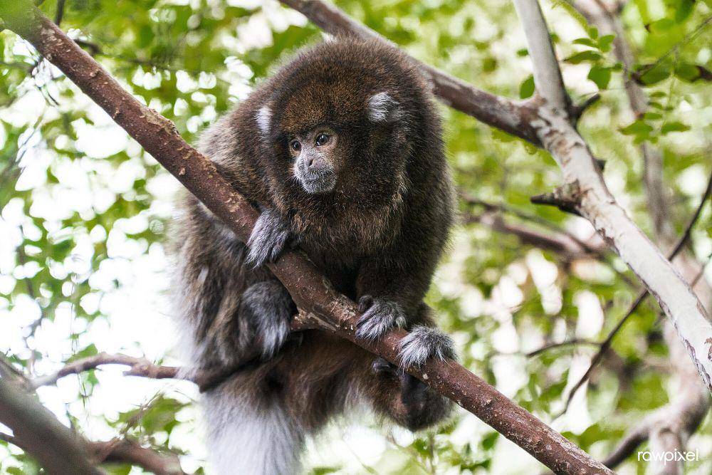 Monyet titi (commons.m.wikimedia.org/Rawpixel Ltd)
