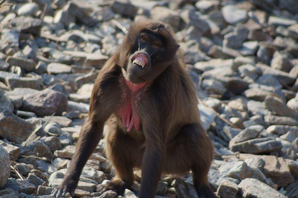 Gelada (commons.m.wikimedia.org/Albinfo)