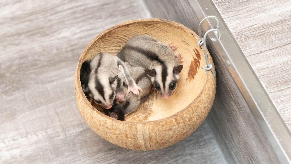 5 Cara Menjinakkan Sugar Glider yang Mau Dipelihara