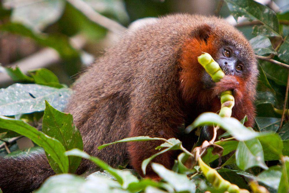 Monyet titi (commons.m.wikimedia.org/Davidwfx)