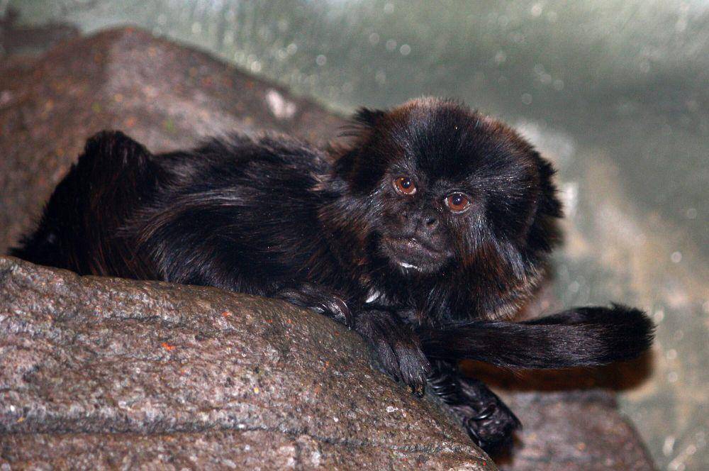 Marmoset goeldi (commons.m.wikimedia.org/Postdlf)