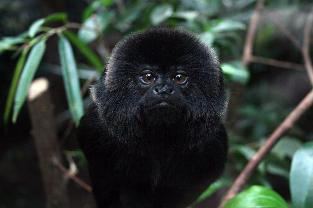 6 Fakta Menarik Marmoset Goeldi, Sangat Family Oriented!