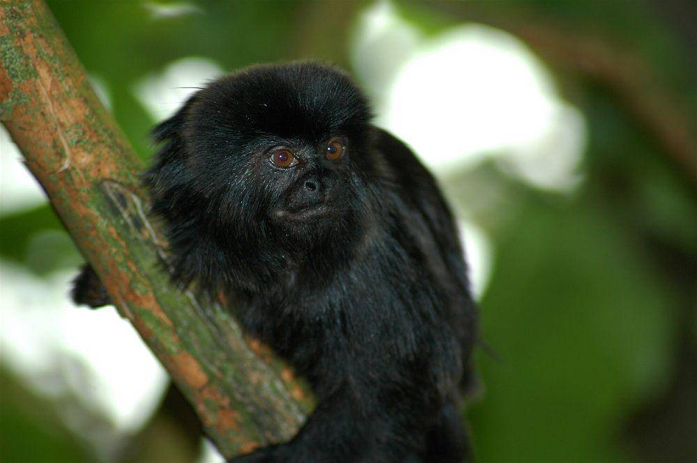 Marmoset goeldi (commons.m.wikimedia.org/Jeff Kubina)