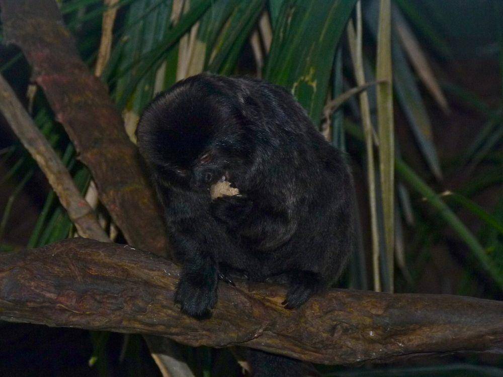 Marmoset goeldi (commons.m.wikimedia.org/Bernard DUPONT)