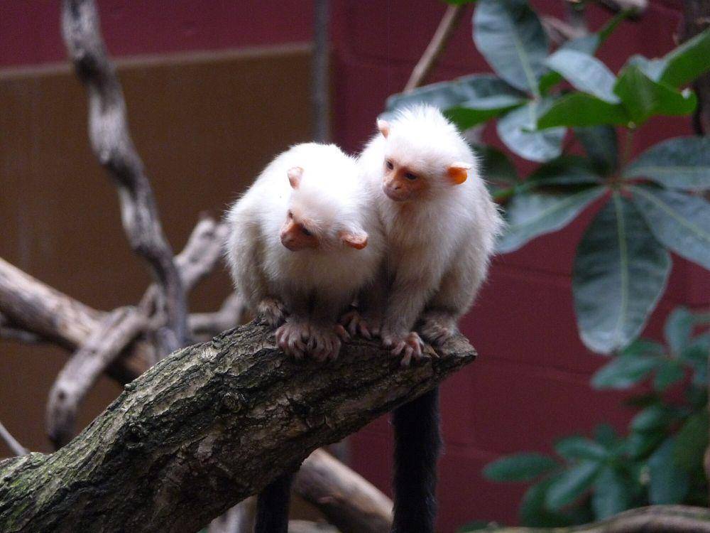 Marmoset silver (commons.m.wikimedia.org/Karra Rothery)