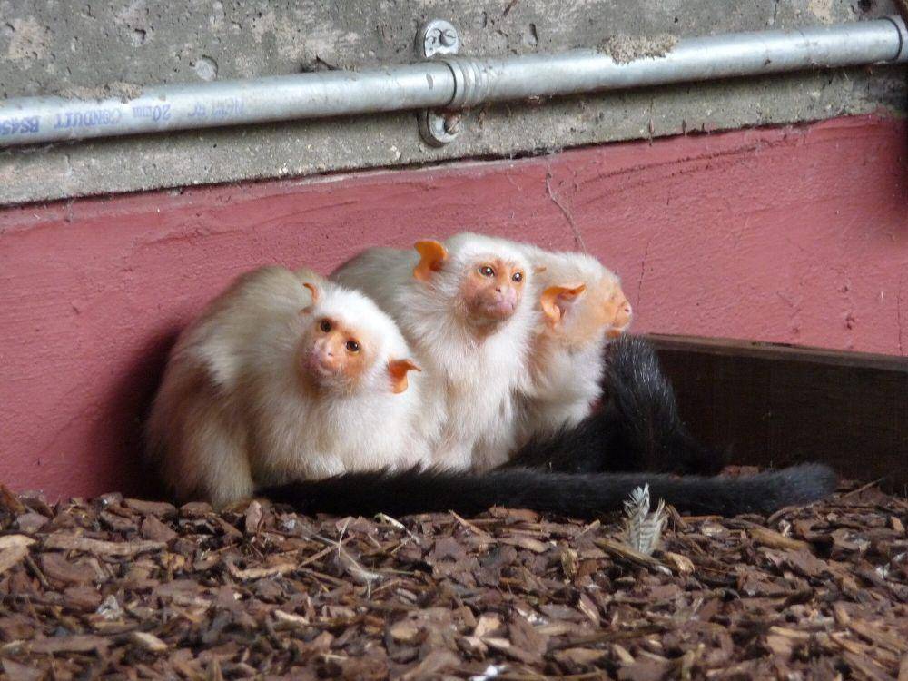 Marmoset silver (commons.m.wikimedia.org/Karra Rothery)