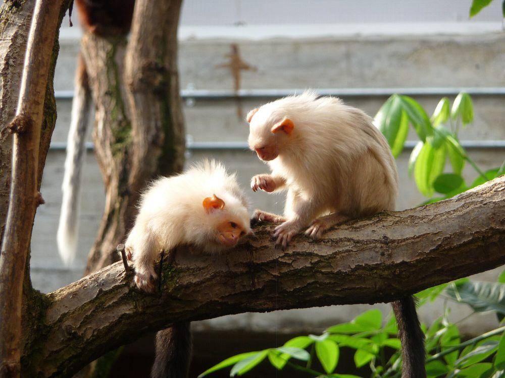 Marmoset silver (commons.m.wikimedia.org/Karra Rothery)