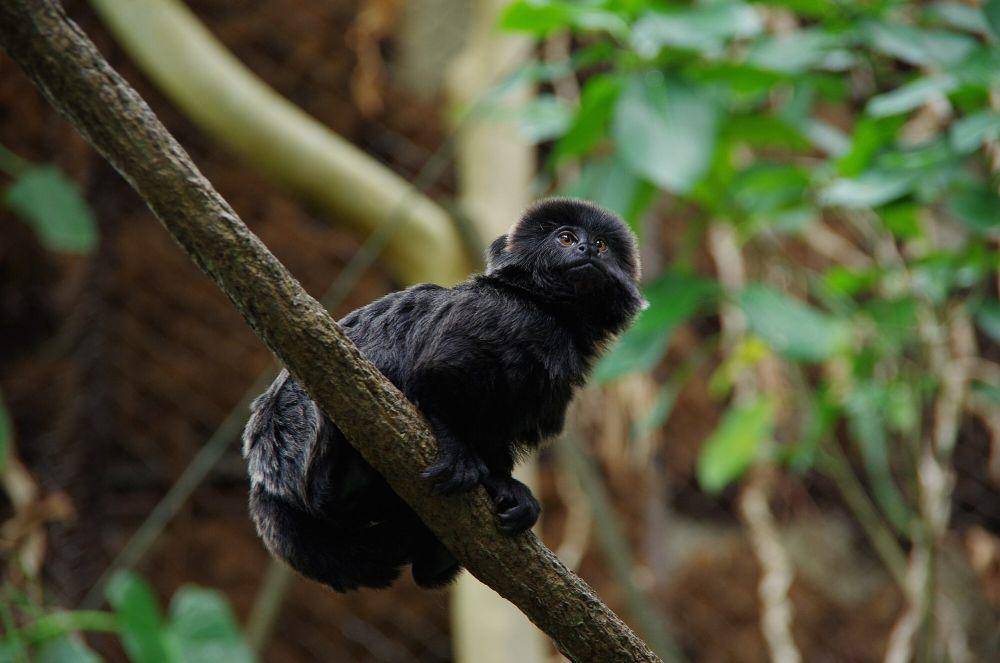 Marmoset goeldi (commons.m.wikimedia.org/Pelican)
