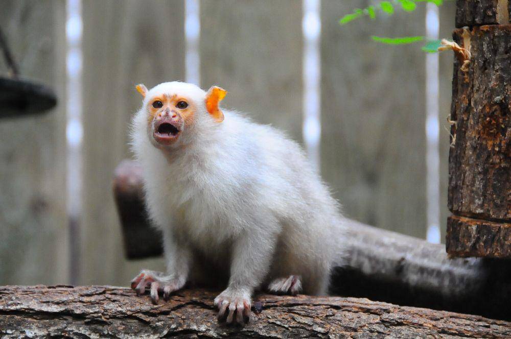 Marmoset silver (commons.m.wikimedia.org/Frank Wouters)