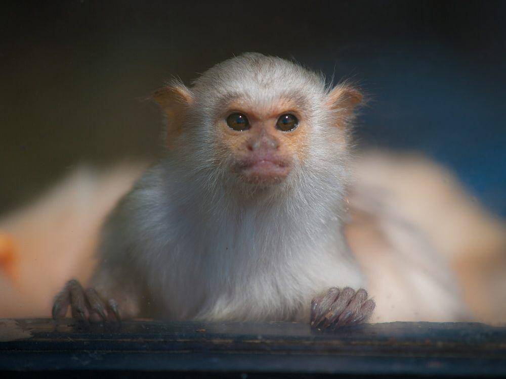 Marmoset perak (commons.m.wikimedia.org/William Warby)