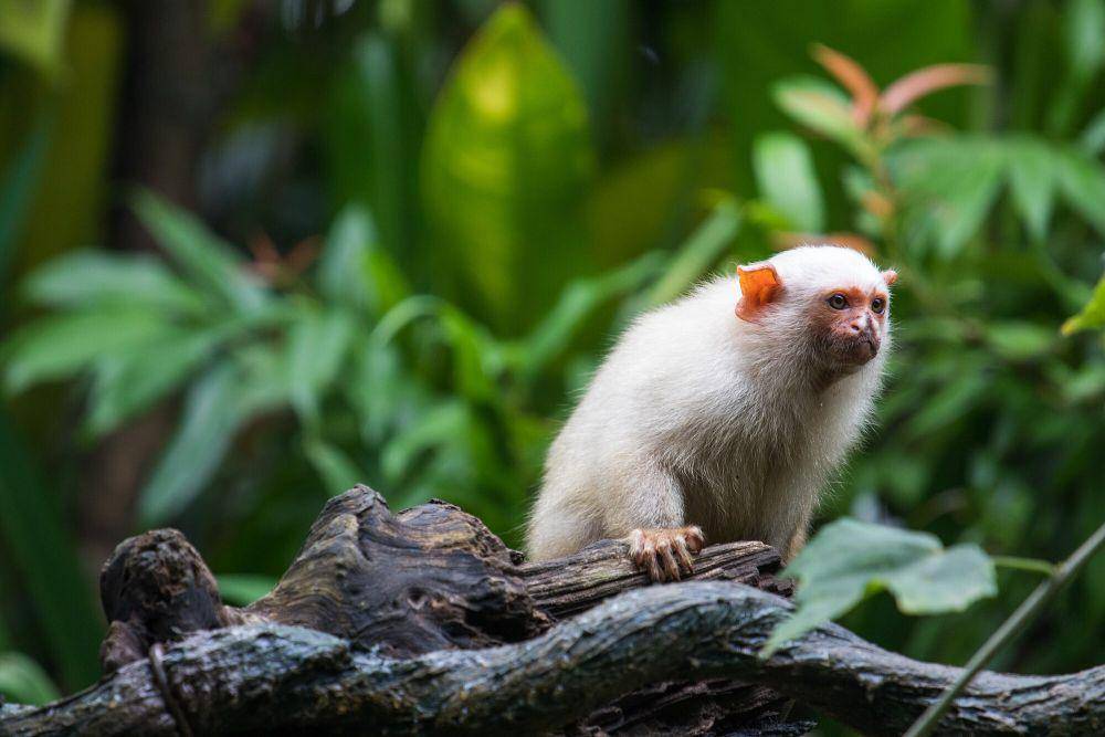 Marmoset silver (commons.m.wikimedia.org/_paVan_)