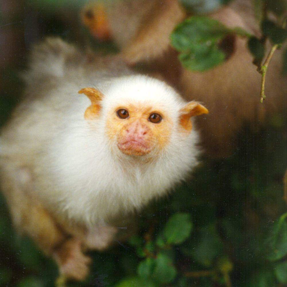 Marmoset perak (commons.m.wikimedia.org/NickW)