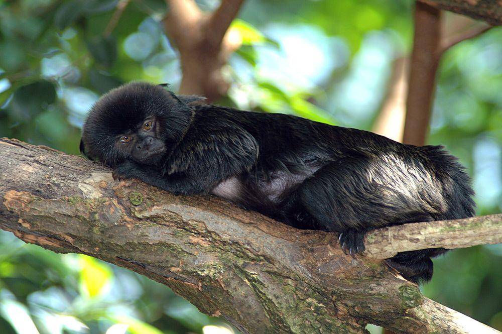 Marmoset goeldi (commons.m.wikimedia.org/Marcel Burkhard)