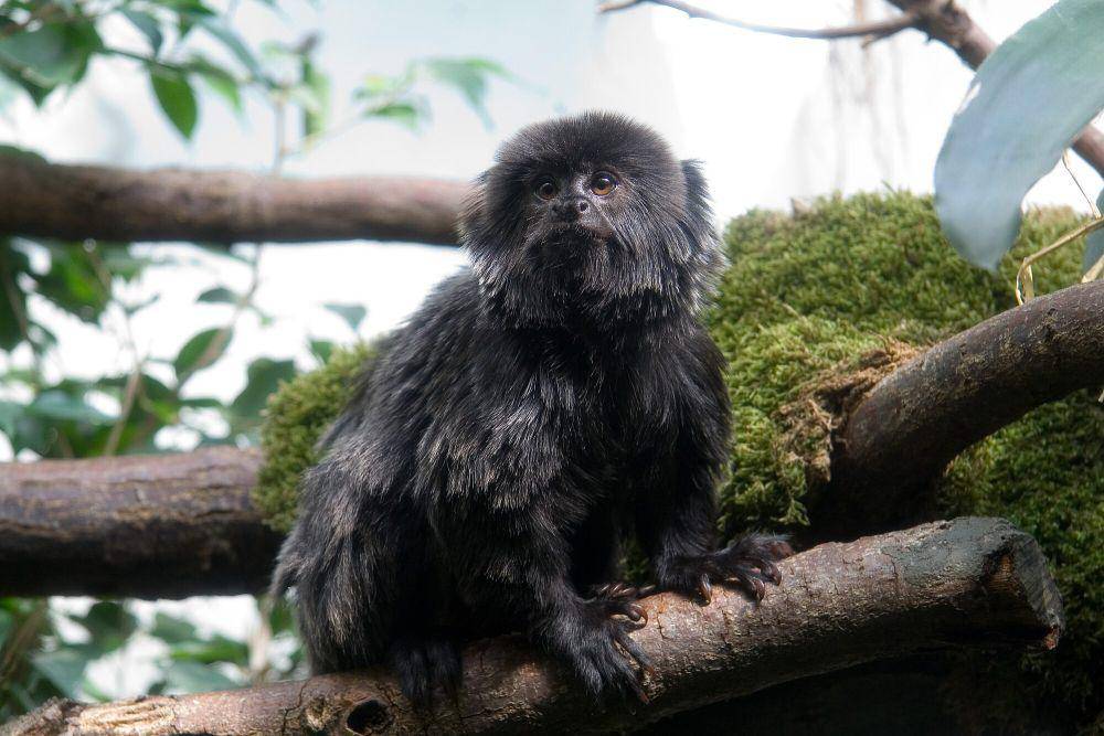 Marmoset goeldi (commons.m.wikimedia.org/GNU)