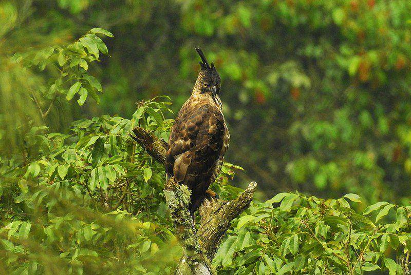 Seekor elang jawa sedang bertengger di atas batang pohon. (commons.wikimedia.org/Eko Prastyo)