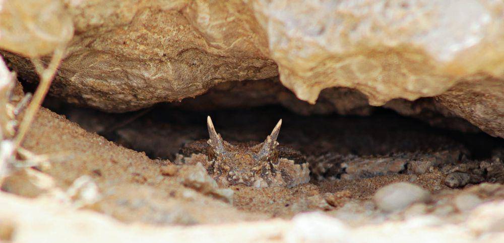 ilustrasi Saharan Horned Viper saat berkamuflase (commons.wikimedia.org/Haytem93)