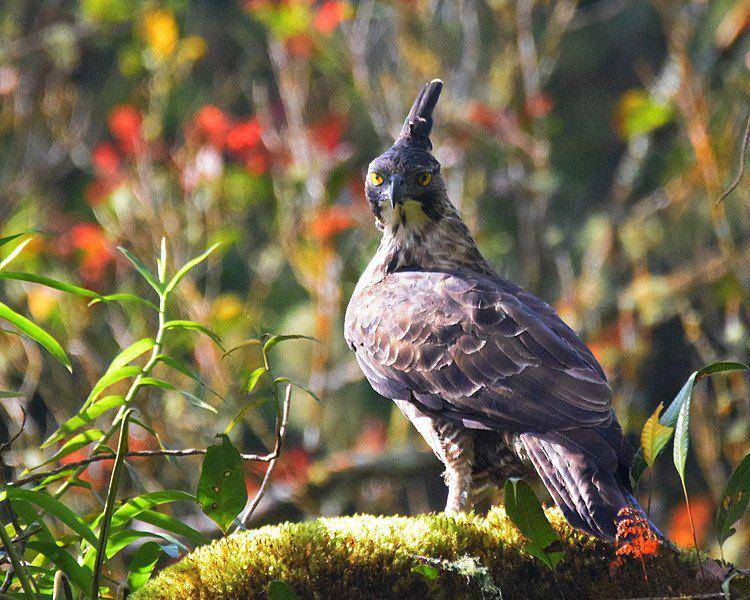 elang jawa, burung endemik Pulau Jawa yang jadi burung nasional Indonesia (commons.wikimedia.org/Eko Prastyo)