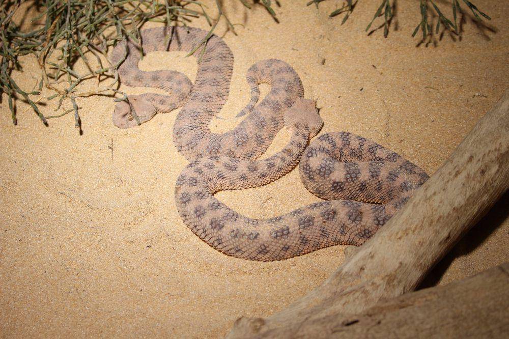 ilustrasi Saharan Horned Viper (pixabay.com/NTW)