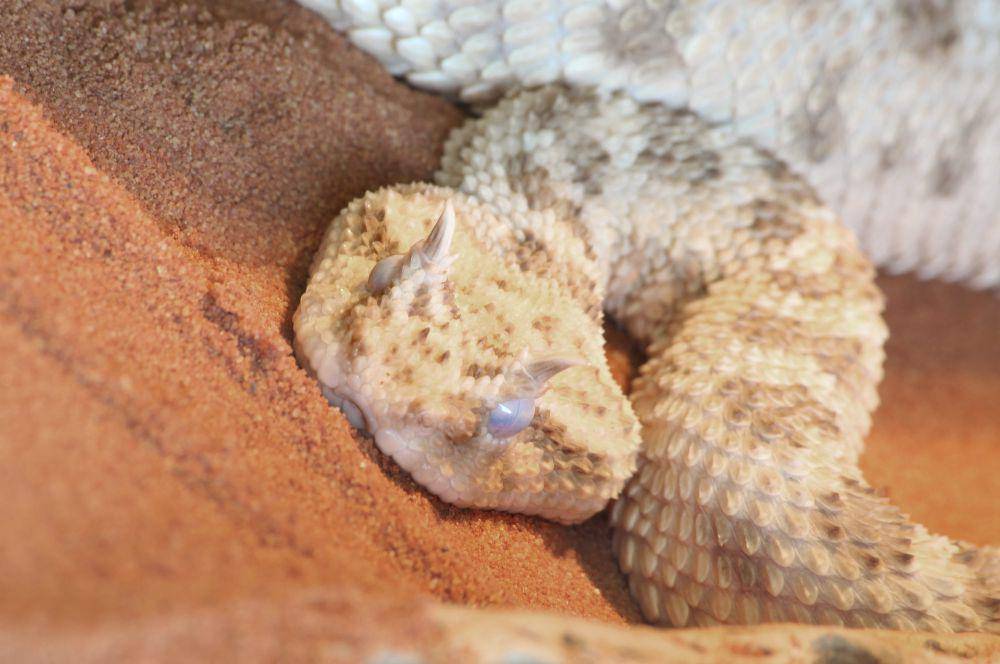 ilustrasi Saharan Horned Viper (commons.wikimedia.org/Holger Krisp)