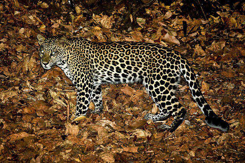 Macan tutul jawa tertangkap kamera pengawas pada malam hari di Taman Nasional Baluran, Situbondo, Jawa Timur. (commons.wikimedia.org/EkoKintokoKusumo)