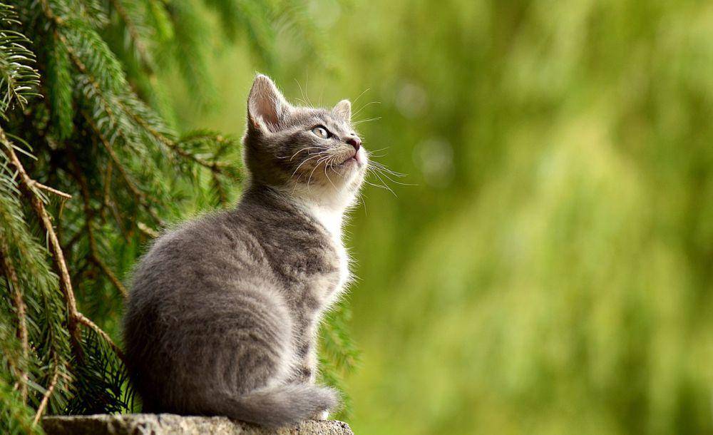 ilustrasi kucing (pixabay.com/susannp4)