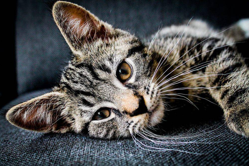 ilustrasi kucing (pixabay.com/Pexels)
