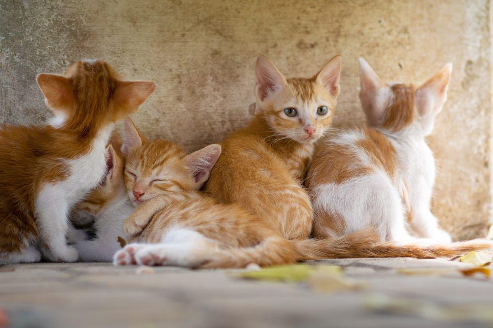 Ciri Kucing yang Sudah Disteril dan Manfaatnya