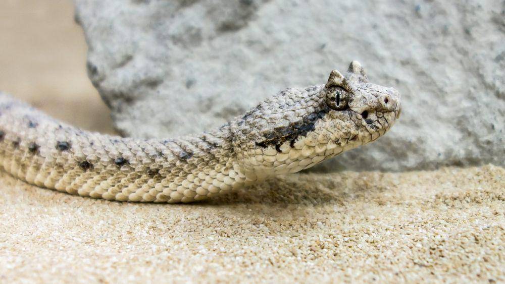 ilustrasi Saharan Horned Viper (pixabay.com/Pfuderi)