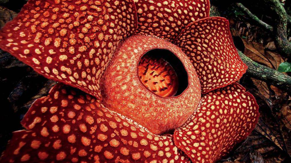 Keajaiban Alam, 5 Fakta Menakjubkan Bunga Rafflesia Arnoldii