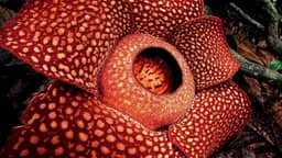 Keajaiban Alam, 5 Fakta Menakjubkan Bunga Rafflesia Arnoldii | IDN Times