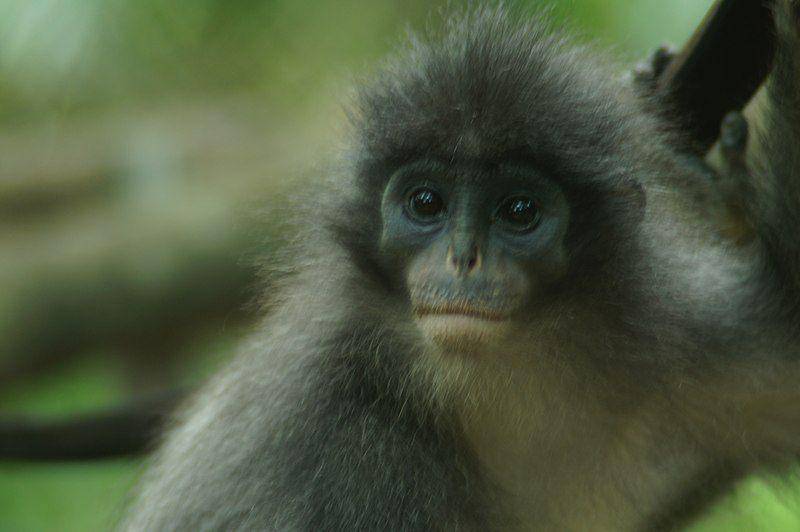 potret dari surili jawa yang berada di hutan (commons.wikimedia.org/Firman Sujadi)