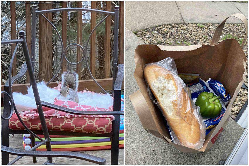 kolase potret momen apes karena ulah tupai (reddit.com/user/Magic_MrMistoffelees | reddit.com/user/TalibanAtDisneyland)