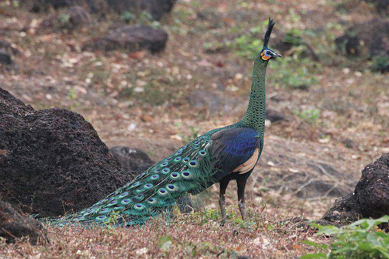 merak hijau dewasa dengan ekor yang cantik (commons.wikimedia.org/scaup)