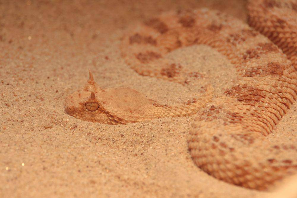 ilustrasi Saharan Horned Viper berkamuflase dengan pasir gurun (pexels.com/Miriam Fischer)