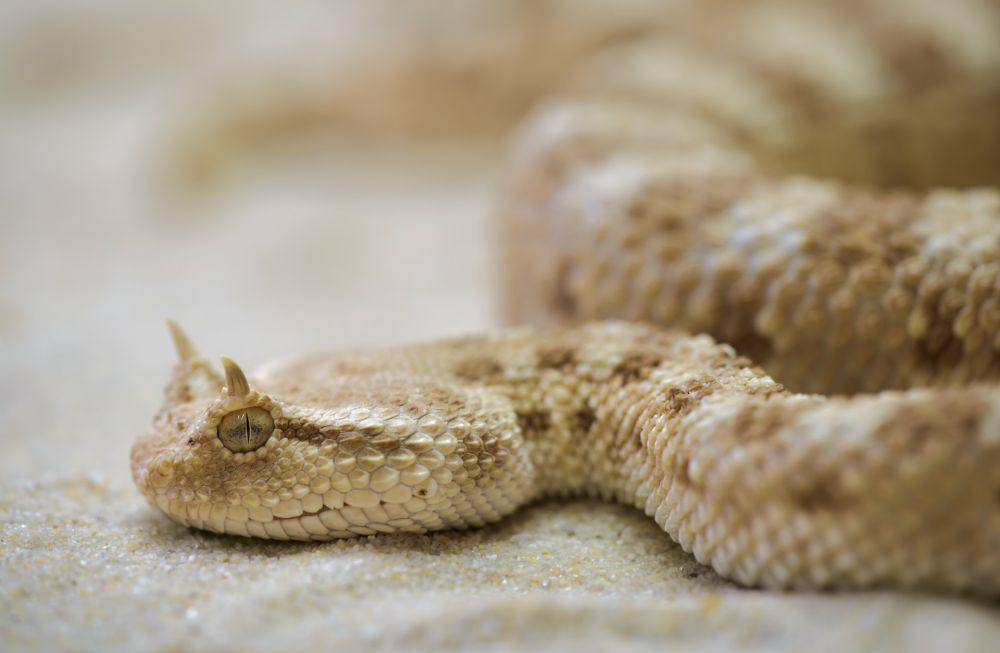 ilustrasi Saharan Horned Viper (pexels.com/Pixabay)