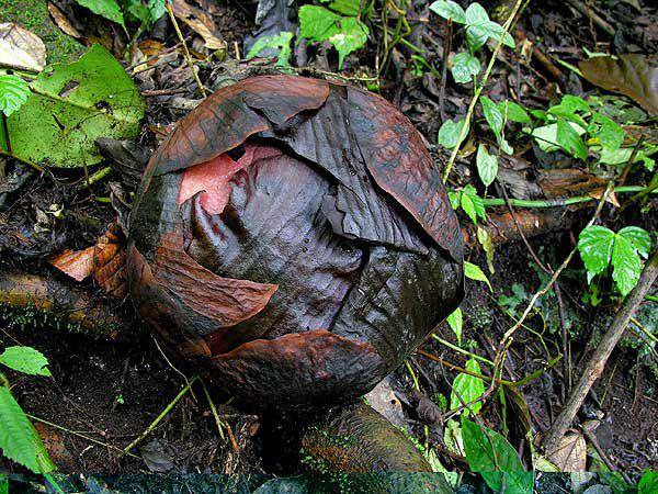 Bunga rafflesia arnoldii ketika masih menjadi tunas (parasiticplants.siu.edu)
