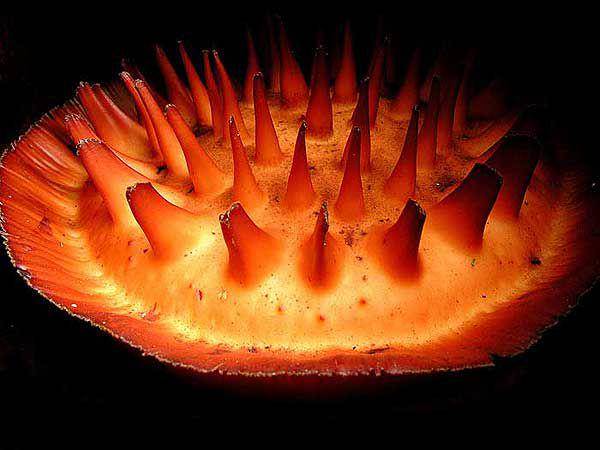 Bagian dalam bunga rafflesia arnoldii dilihat dari samping (parasiticplants.siu.edu)