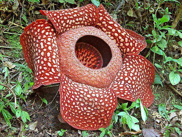Foto bunga rafflesia arnoldii (parasiticplants.siu.edu)
