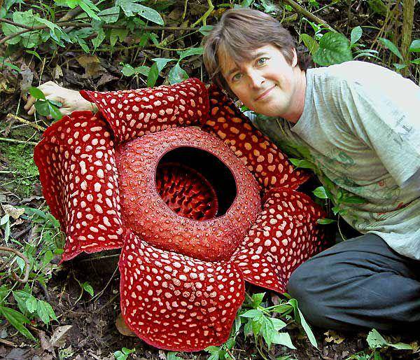 Bunga rafflesia arnoldii bersama pria dewasa sebagai perbandingan ukuran (parasiticplants.siu.edu)
