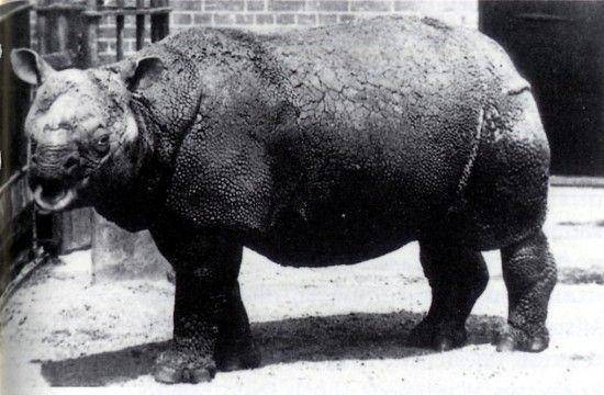Seekor badak jawa berada di Kebun Binatang London pada 1874 ditangkap di sekitar Jakarta. (commons.wikimedia.org/T.Dixon)