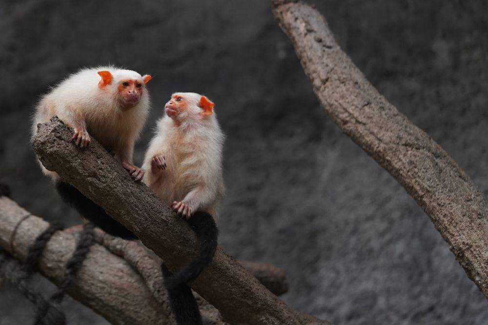 Marmoset silver (pixabay.com/hartono subagio)