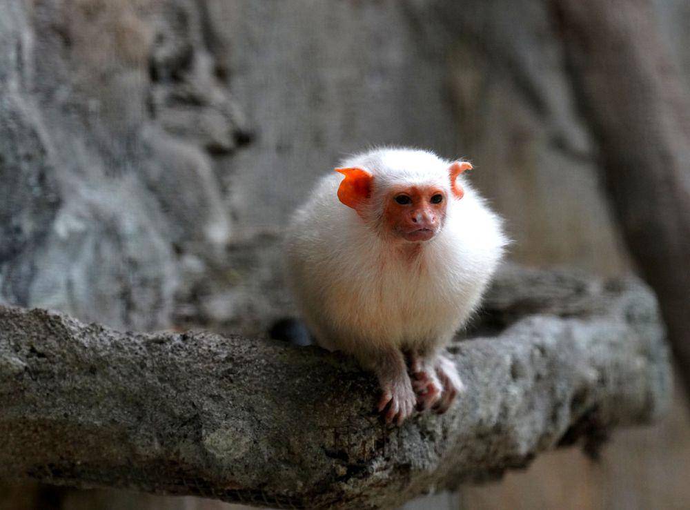 Marmoset silver (pixabay.com/hartono subagio)